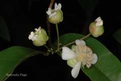 Tetracera akara